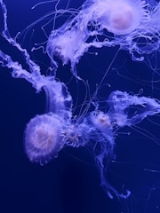 a group of jellyfish swimming in the water