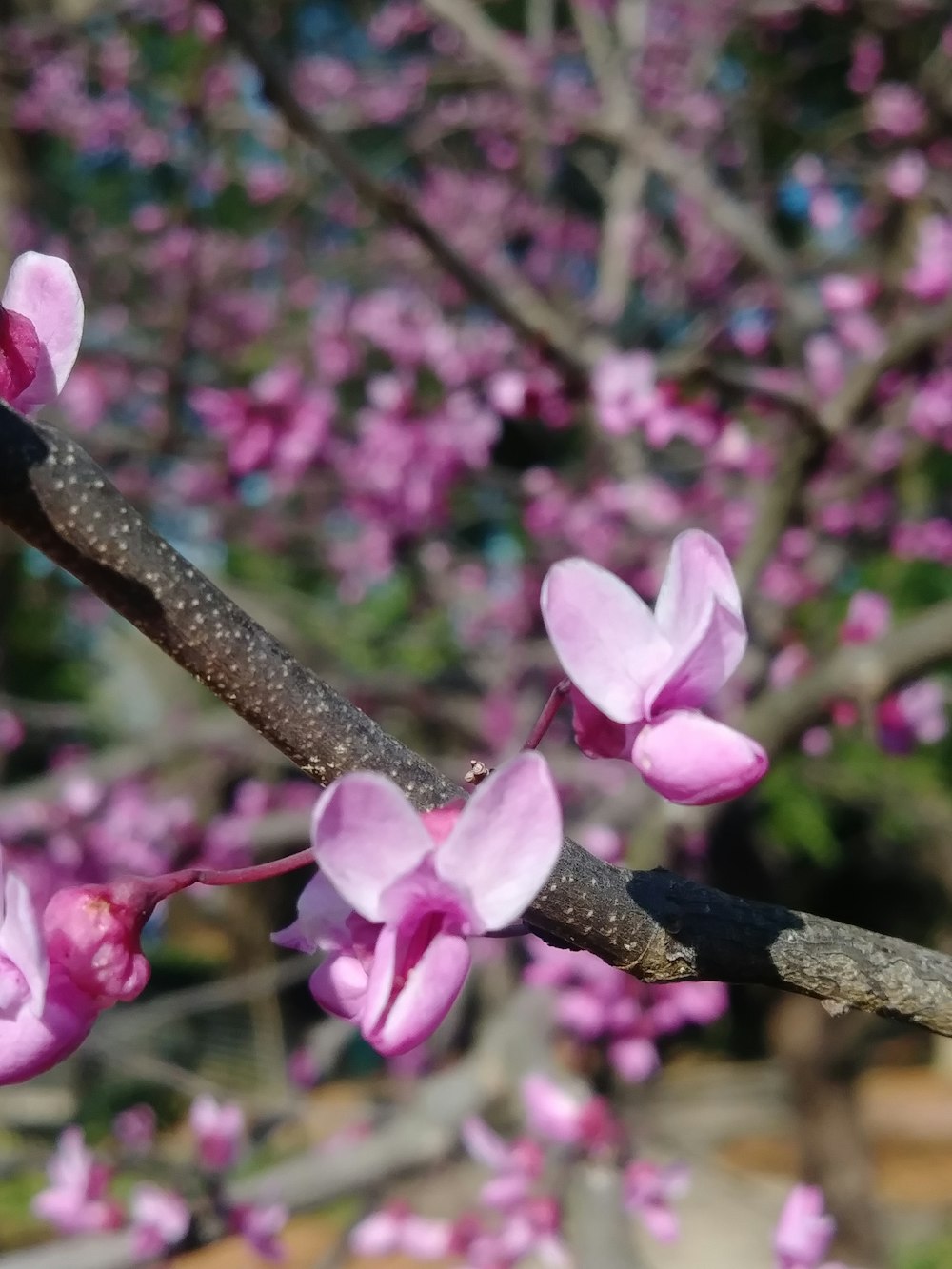 a branch of a tree with pink flowers