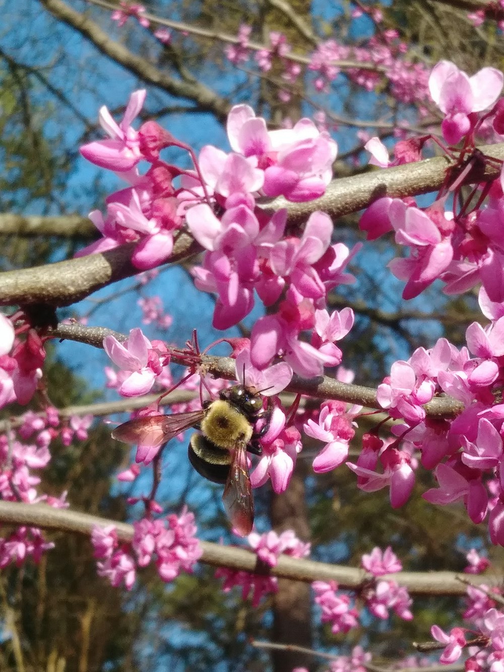 a bee is sitting on a pink flower