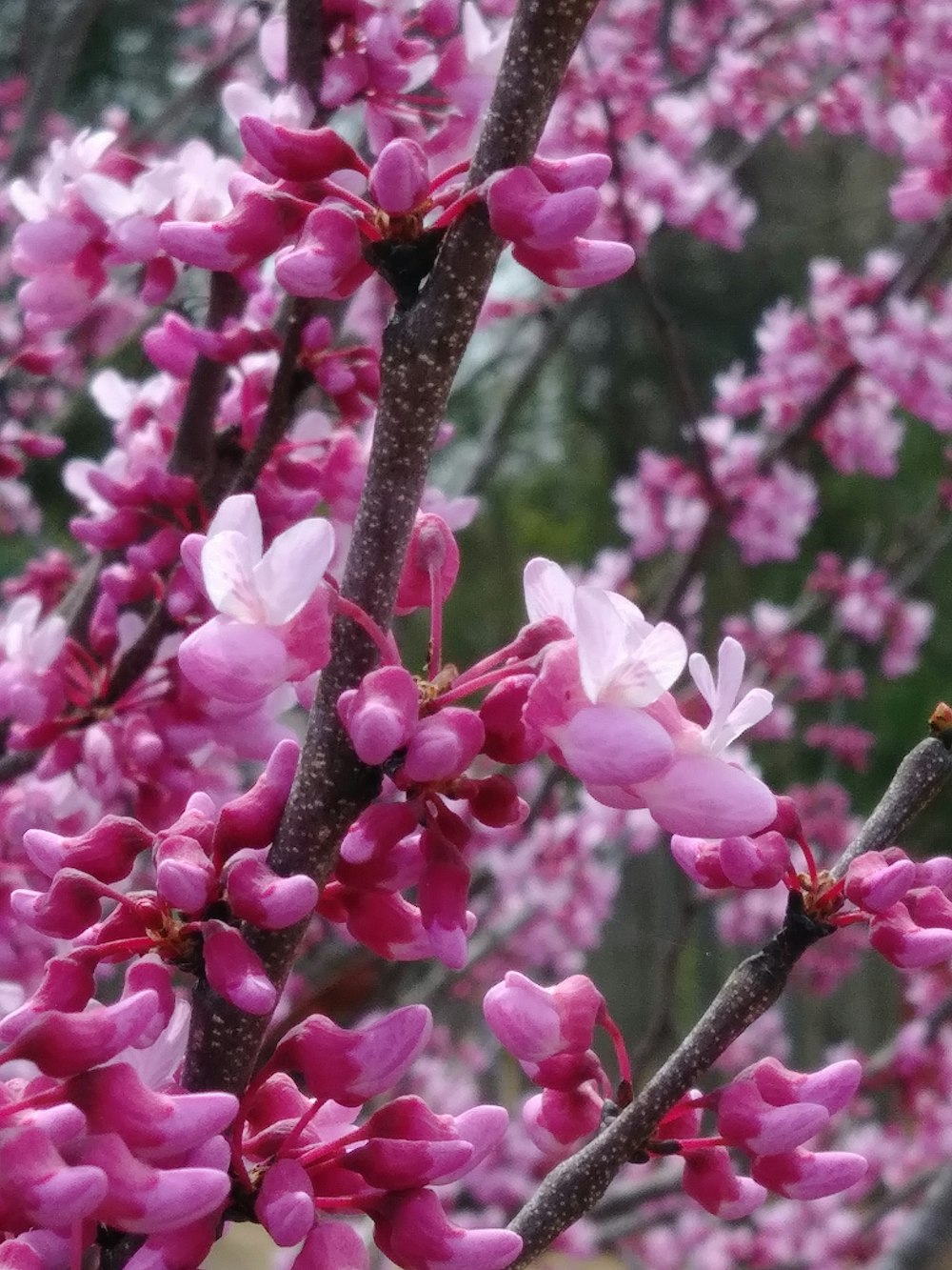 a close up of a tree with pink flowers