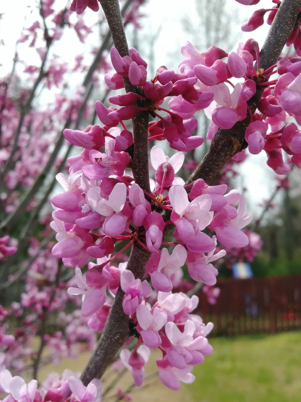 a close up of a tree with pink flowers