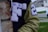 A close-up of a letterman jacket featuring a large letter 'F' with soccer ball designs and the number '24' on its sleeve. The jacket is two-toned, with dark and light fabric. A background of a residential area with grass is partially visible.