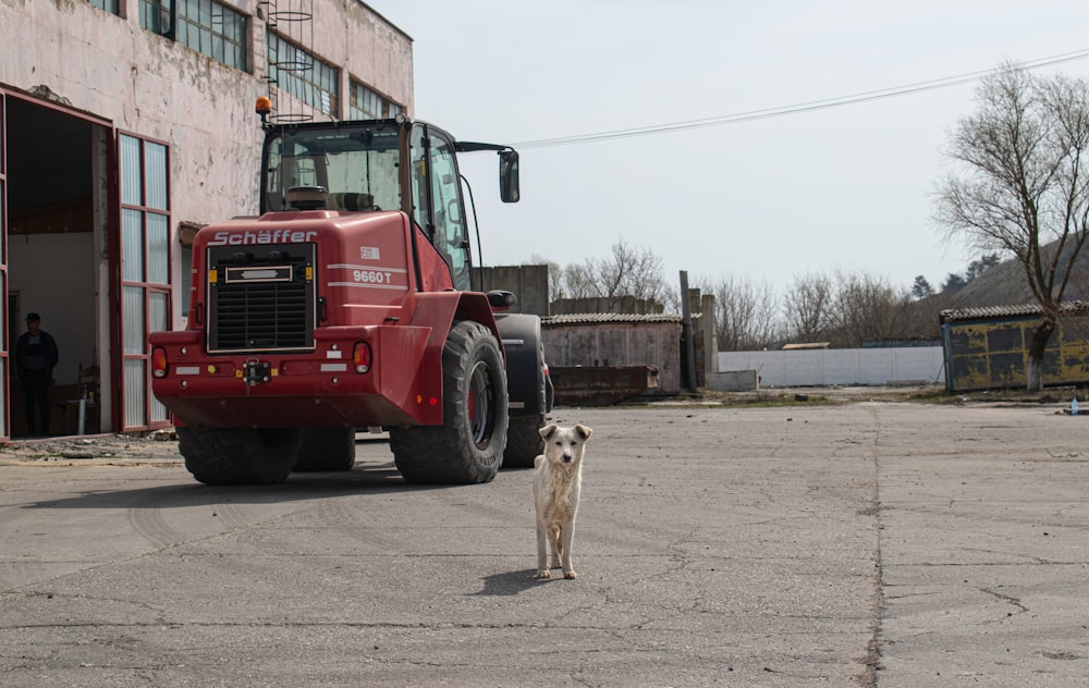 a dog is standing in front of a tractor