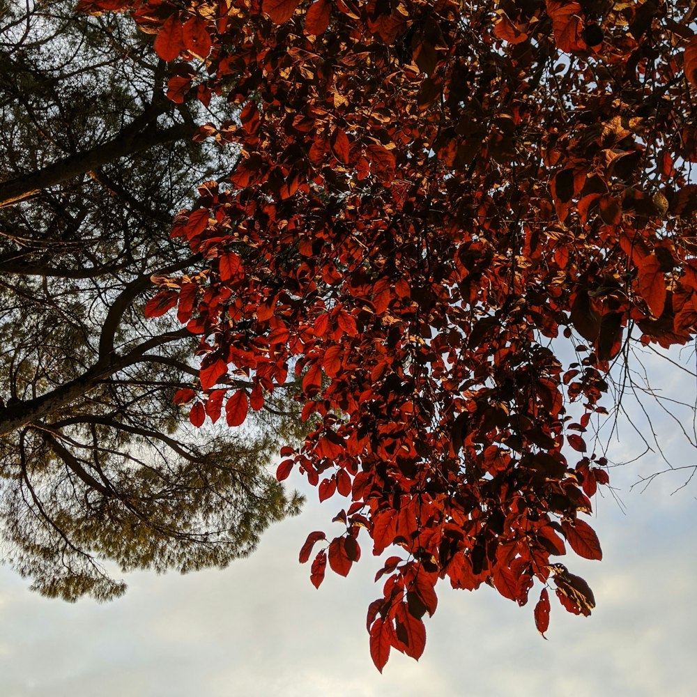 a tree that has red leaves on it
