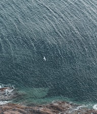 An aerial view of a vast expanse of ocean captured in a textured pattern of dark teal waves, with a solitary bird flying above. The bottom of the image features a rocky shoreline with gentle waves lapping against the rocks.