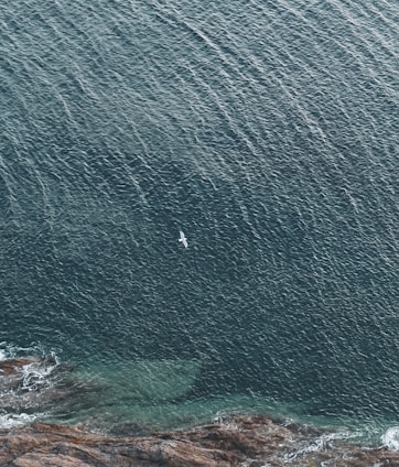 An aerial view of a vast expanse of ocean captured in a textured pattern of dark teal waves, with a solitary bird flying above. The bottom of the image features a rocky shoreline with gentle waves lapping against the rocks.