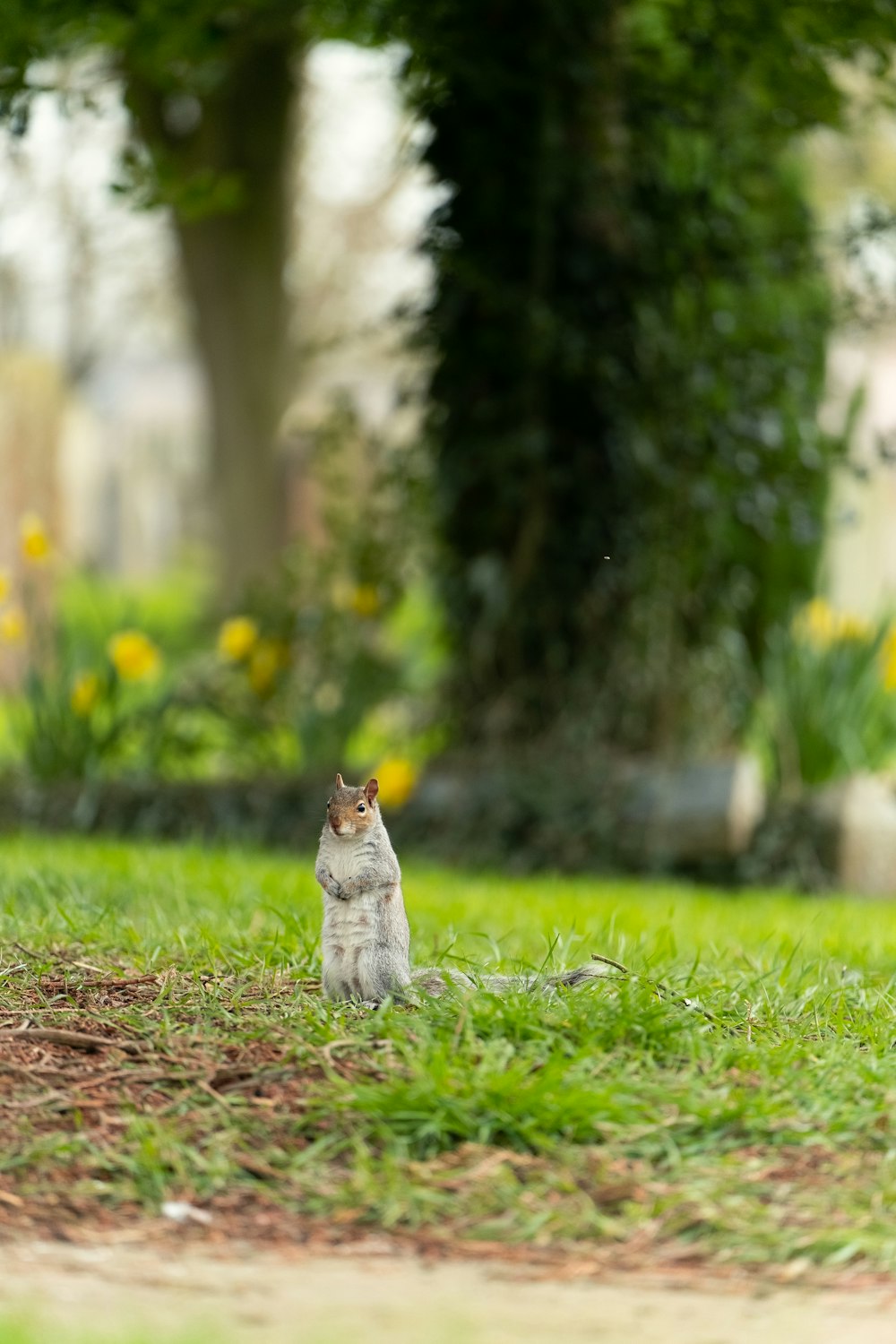 a squirrel sitting in the grass looking up