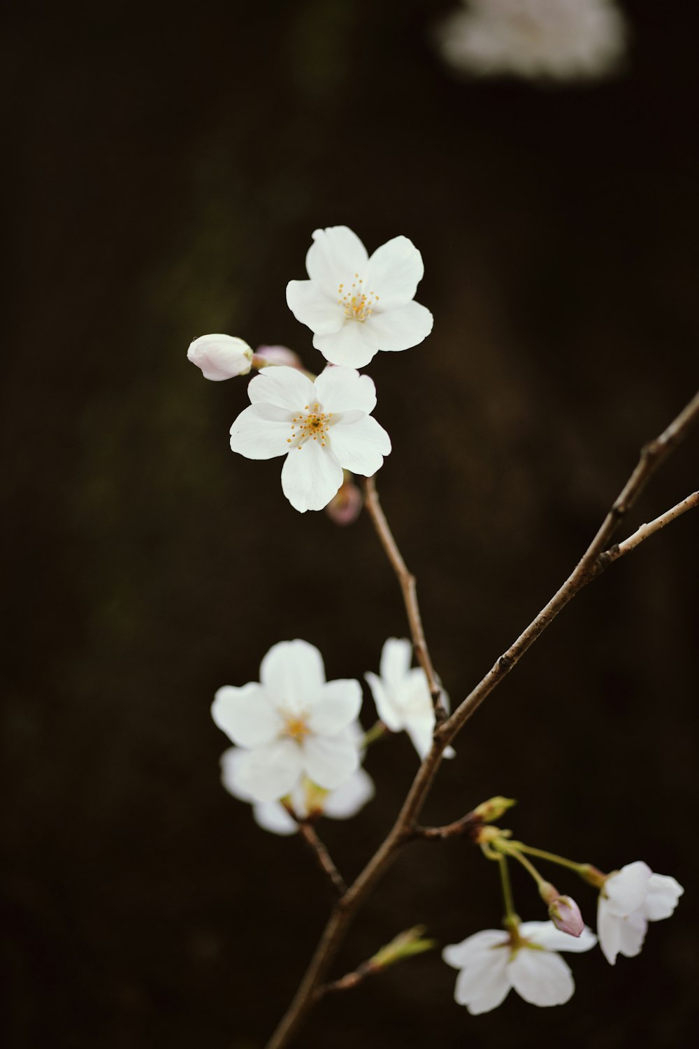 ein Zweig eines Baumes mit weißen Blüten