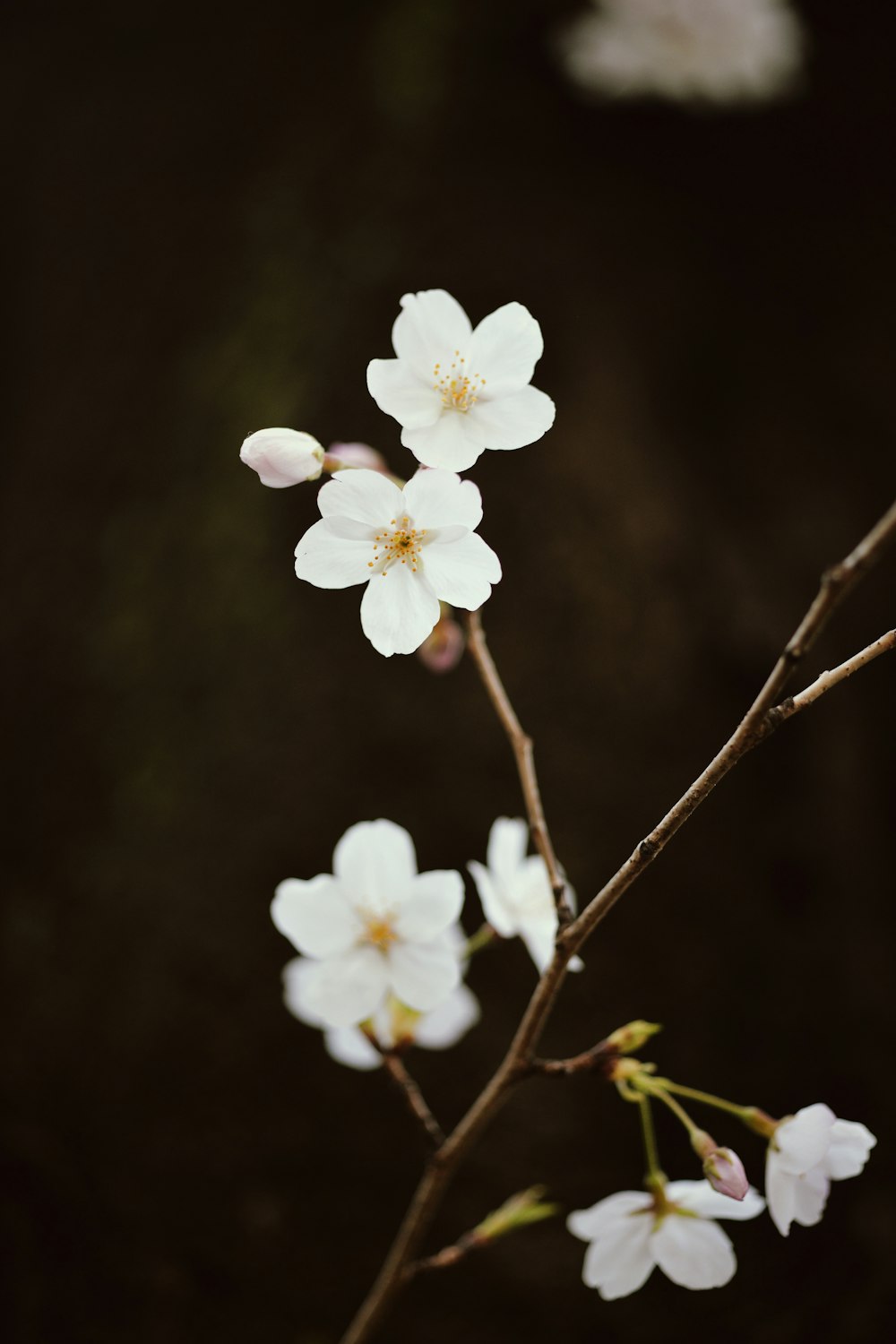 a branch of a tree with white flowers