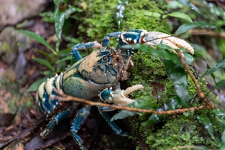 A large blue crayfish is perched on a mossy log surrounded by lush greenery. The creature's claws are prominently displayed, and its body exhibits detailed textures and shades of blue and cream.