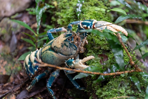 A large blue crayfish is perched on a mossy log surrounded by lush greenery. The creature's claws are prominently displayed, and its body exhibits detailed textures and shades of blue and cream.