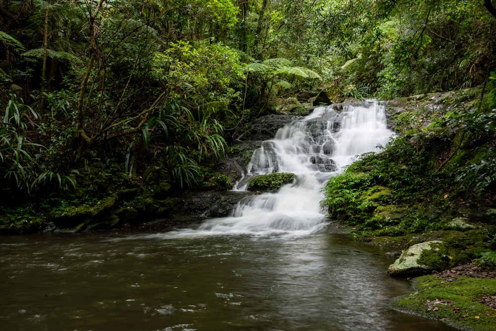 Una piccola cascata nel mezzo di una foresta