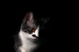A portrait of a cat with striking orange eyes. The cat's fur is black and white, and it is set against a dark, black background that makes its features prominent. The lighting highlights the cat's face, particularly its eyes and the unique markings on its fur.