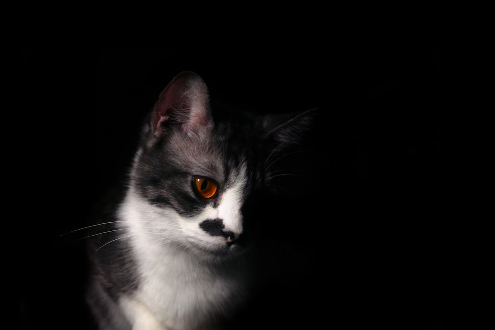 a black and white cat with orange eyes in the dark