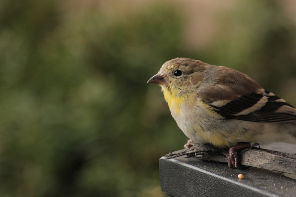 un petit oiseau assis au-dessus d’une mangeoire à oiseaux