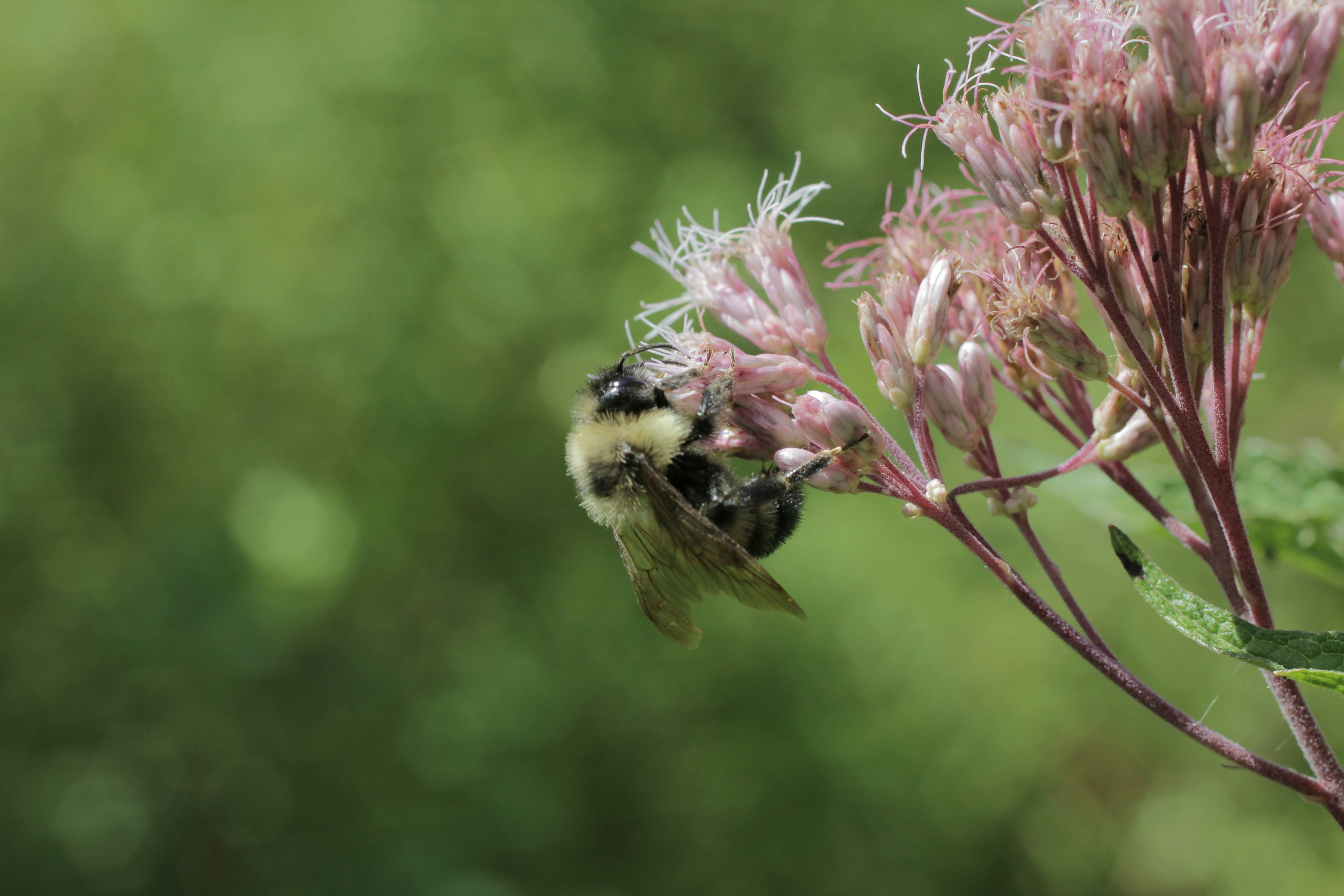 Photo by dcanadianphotographer