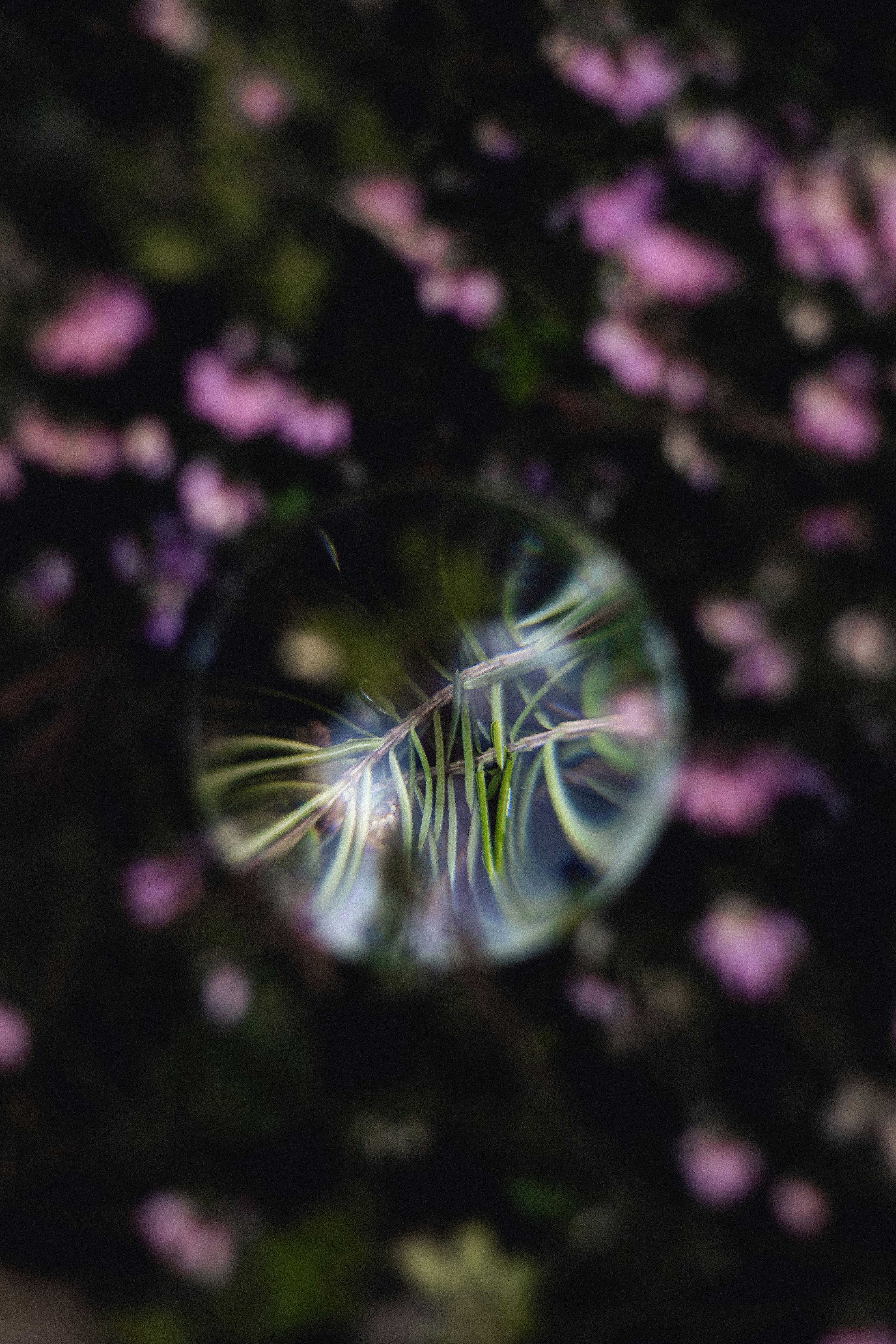 a close up of a flower in a glass ball