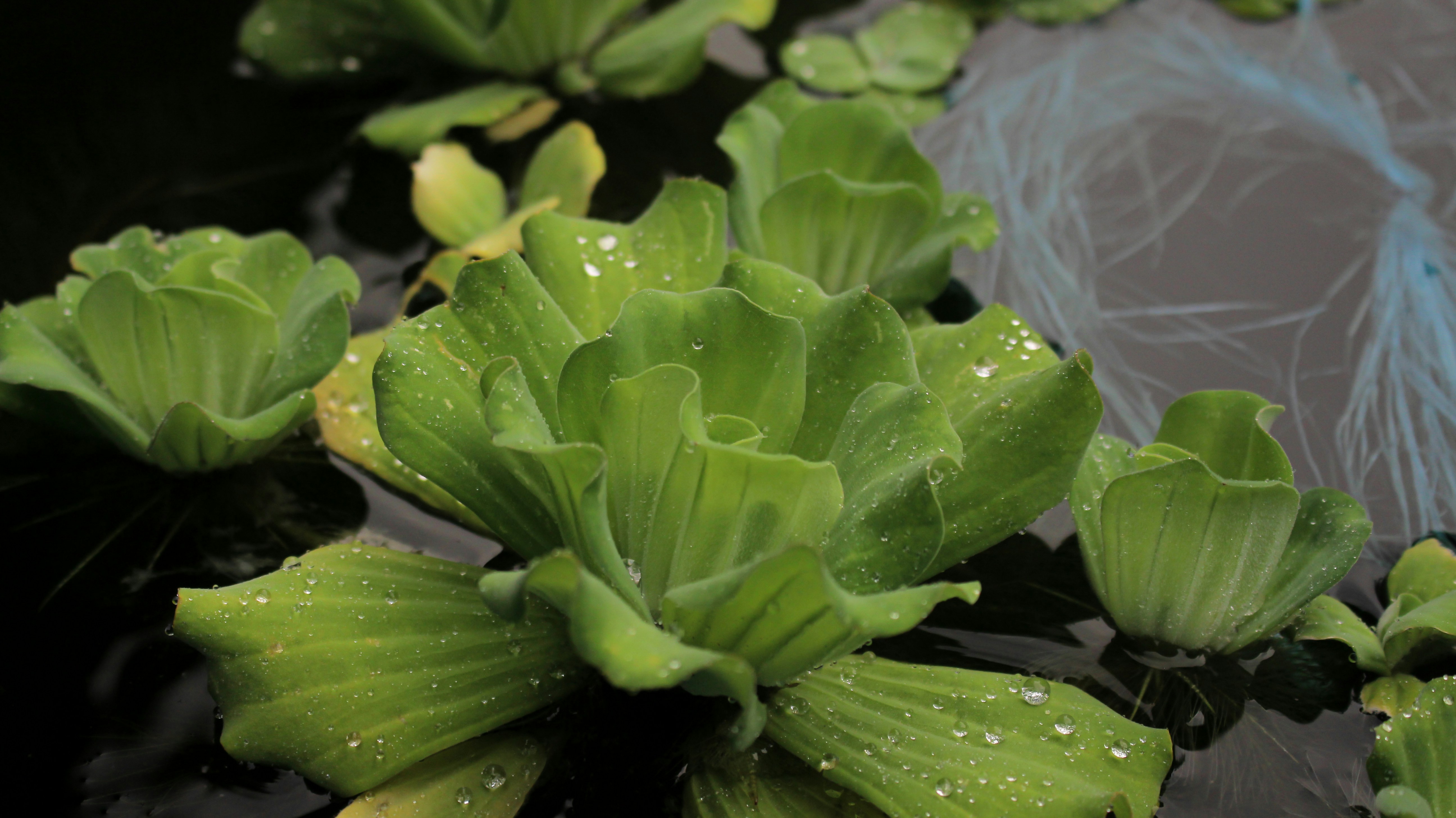 a group of green plants floating on top of a pond