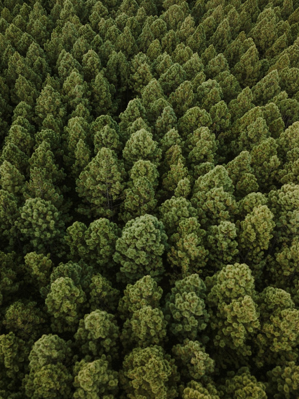 a large group of trees in the middle of a forest