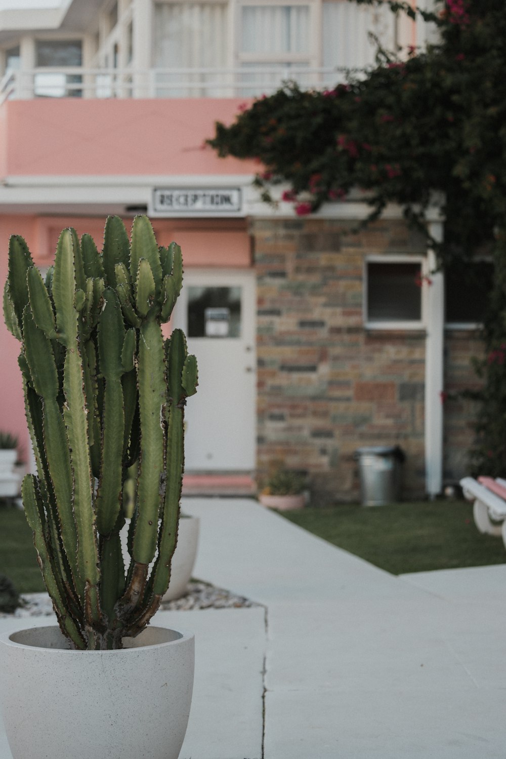 a cactus in a pot outside of a building
