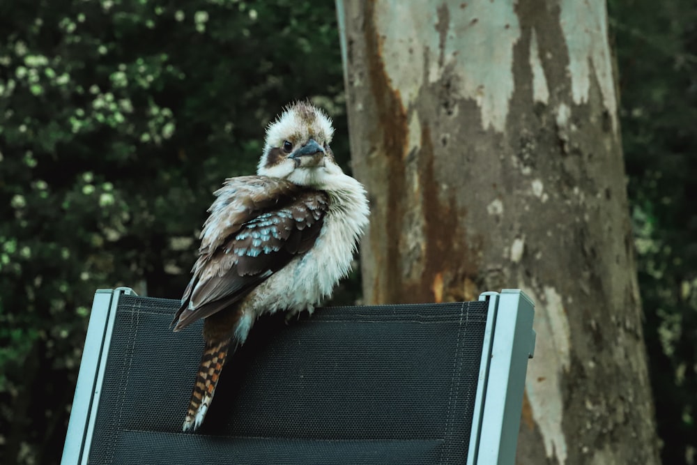 a small bird sitting on top of a sign