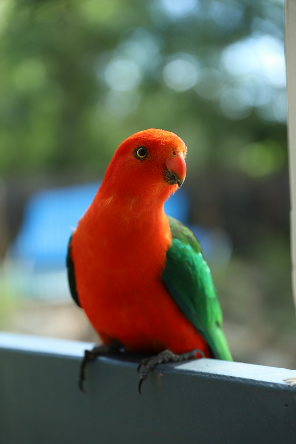 a red and green bird sitting on top of a window sill