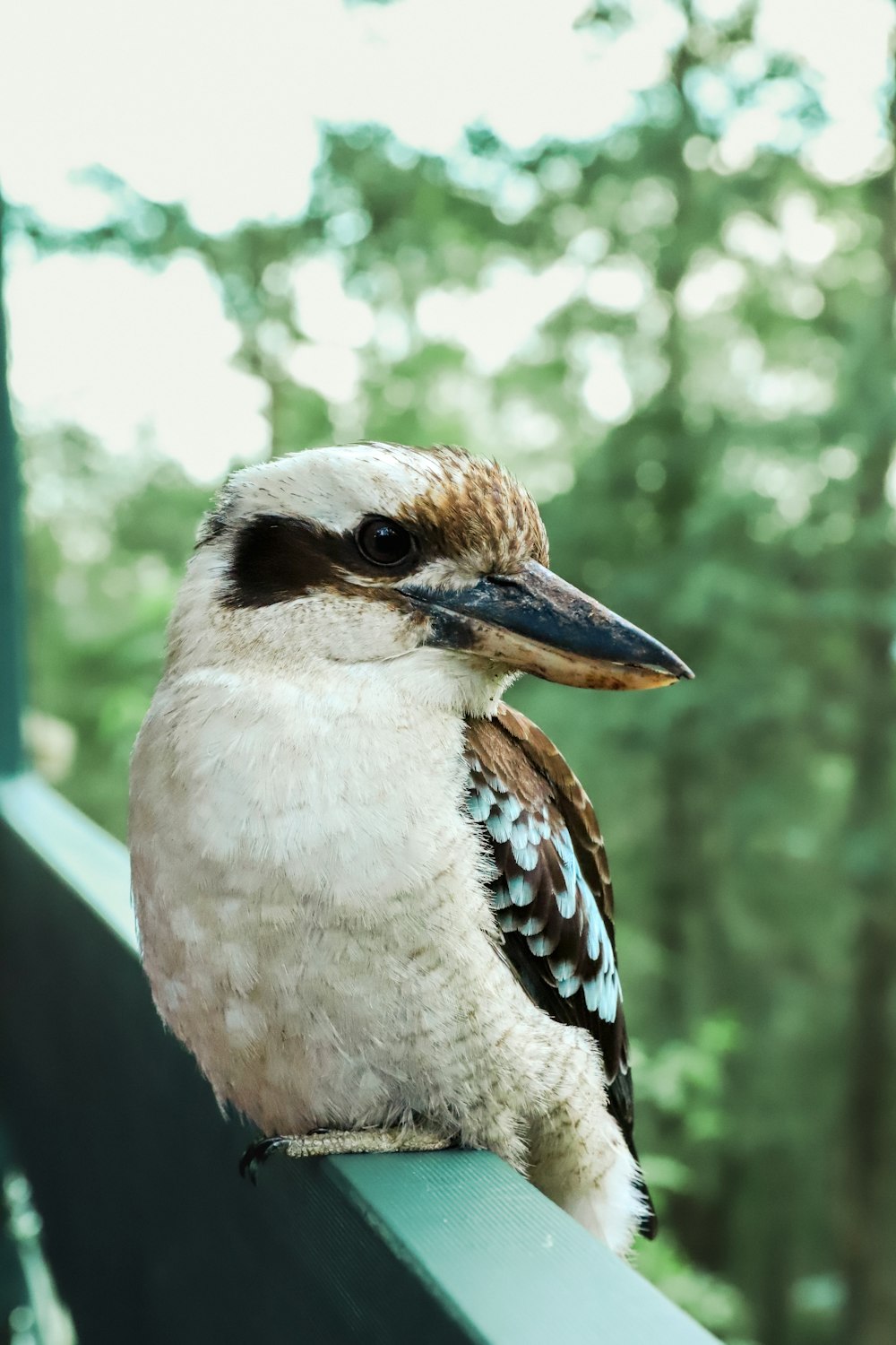 a small bird sitting on top of a metal rail