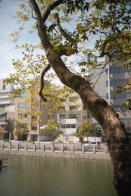 A tree with lush green leaves and a thick trunk is in the foreground, while an urban setting with modern buildings and a street is visible in the background. There is a body of water separating the tree and buildings with a pedestrian walkway along the water's edge.