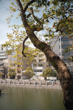 A tree with lush green leaves and a thick trunk is in the foreground, while an urban setting with modern buildings and a street is visible in the background. There is a body of water separating the tree and buildings with a pedestrian walkway along the water's edge.