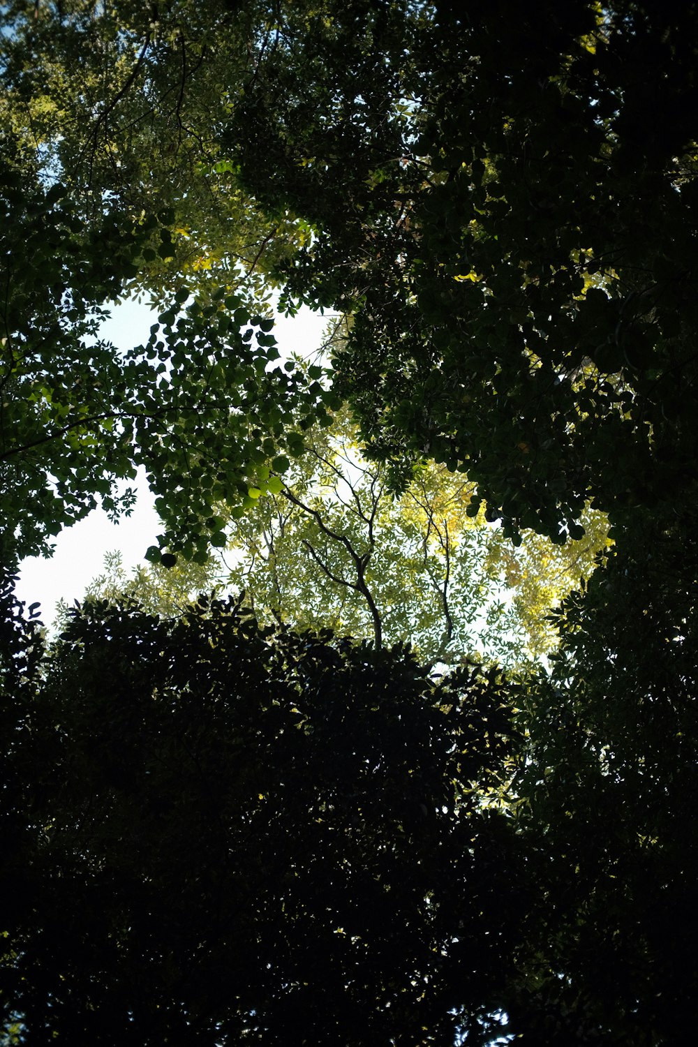 looking up at the tops of trees in a forest