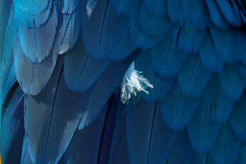 a close up of a blue bird's feathers