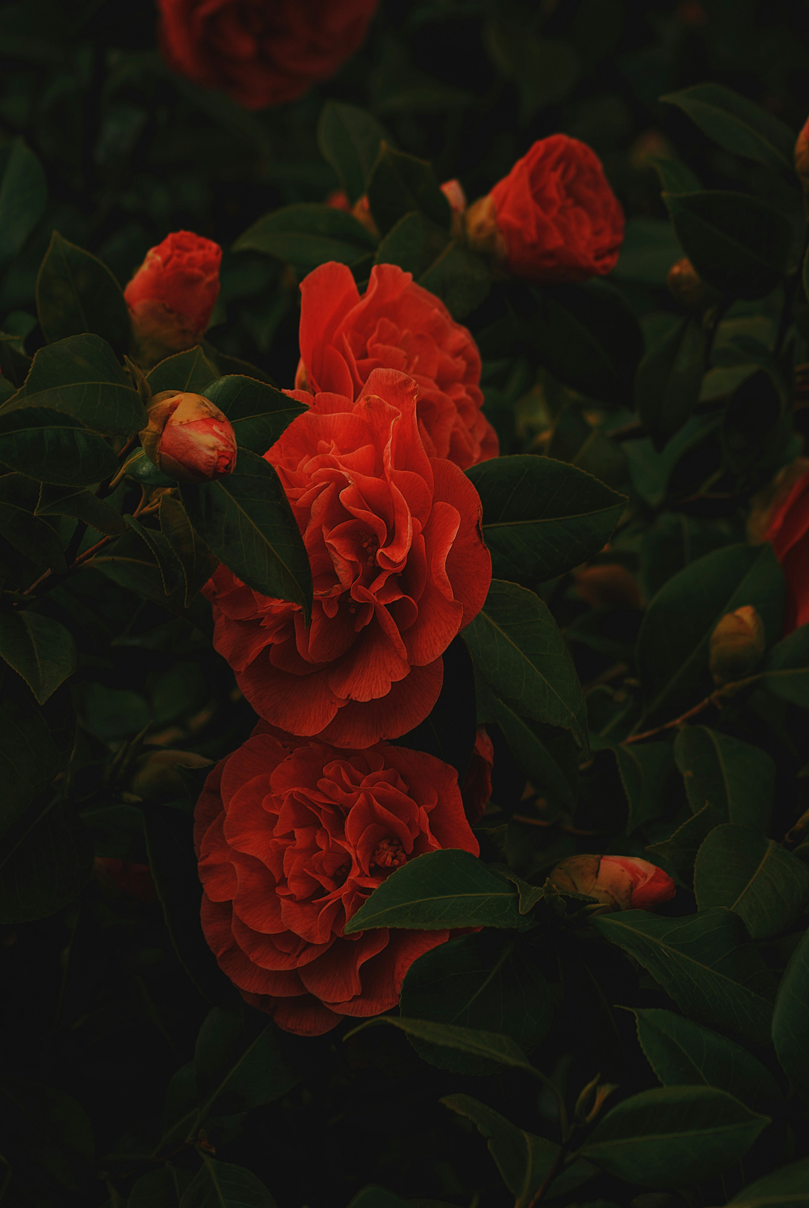 Photo by austinmunoz