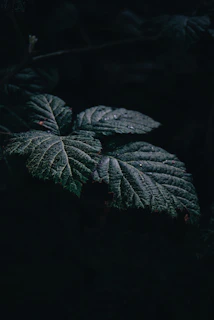 Decorative poster showcasing abstract leaf patterns in charcoal black and forest green tones