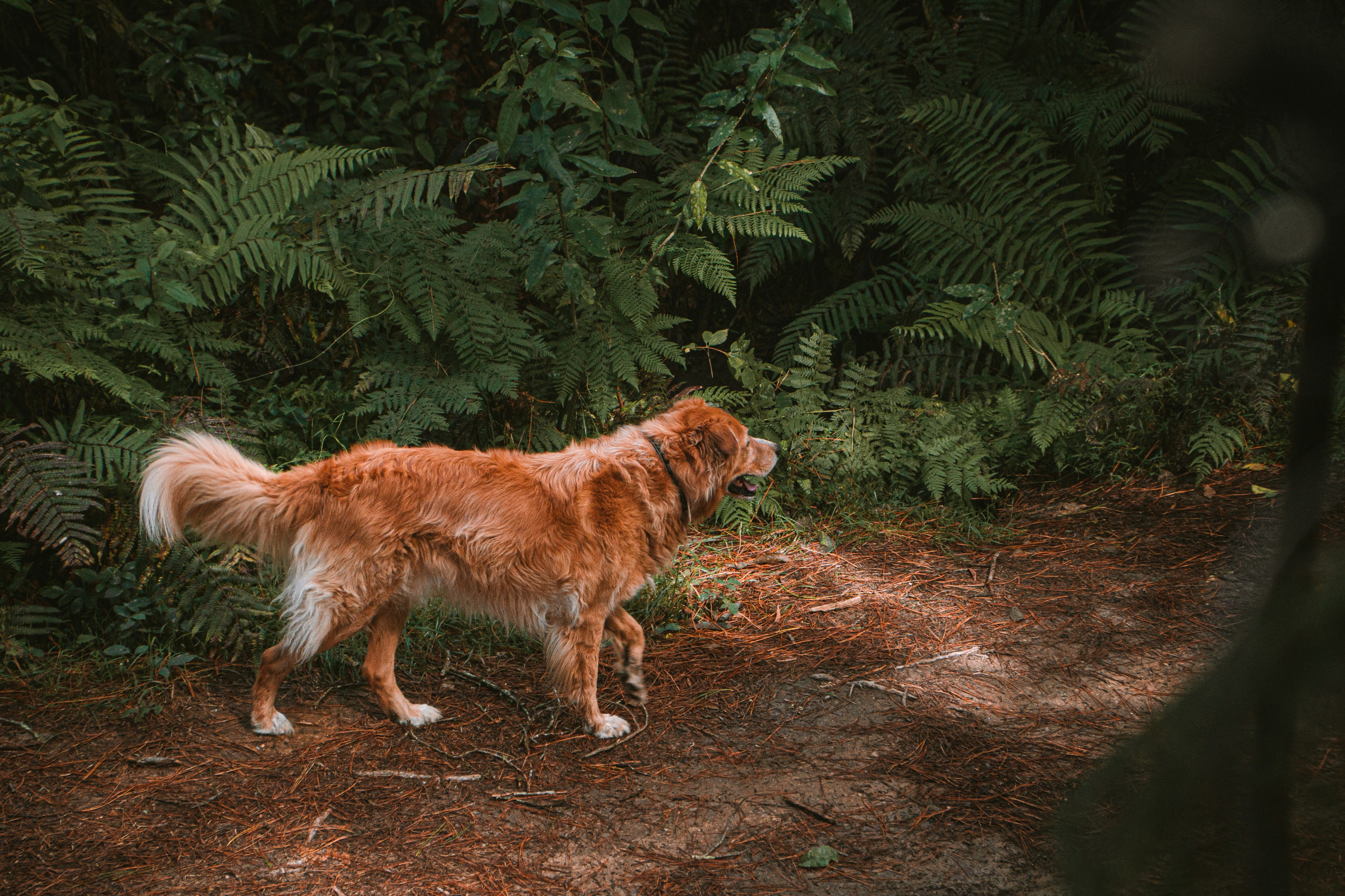 a dog standing in the middle of a forest