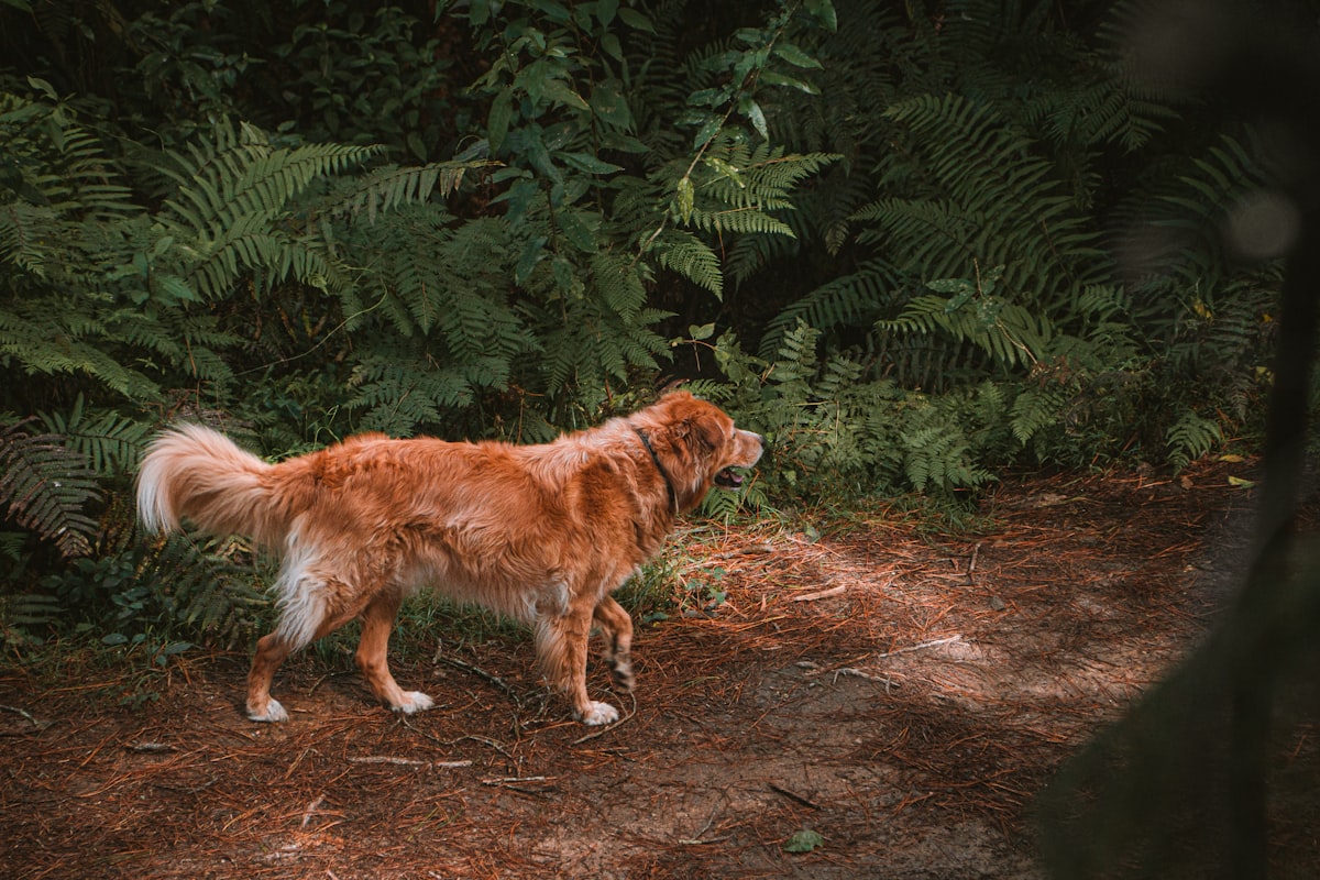 Dog standing alert in forest setting observing surroundings