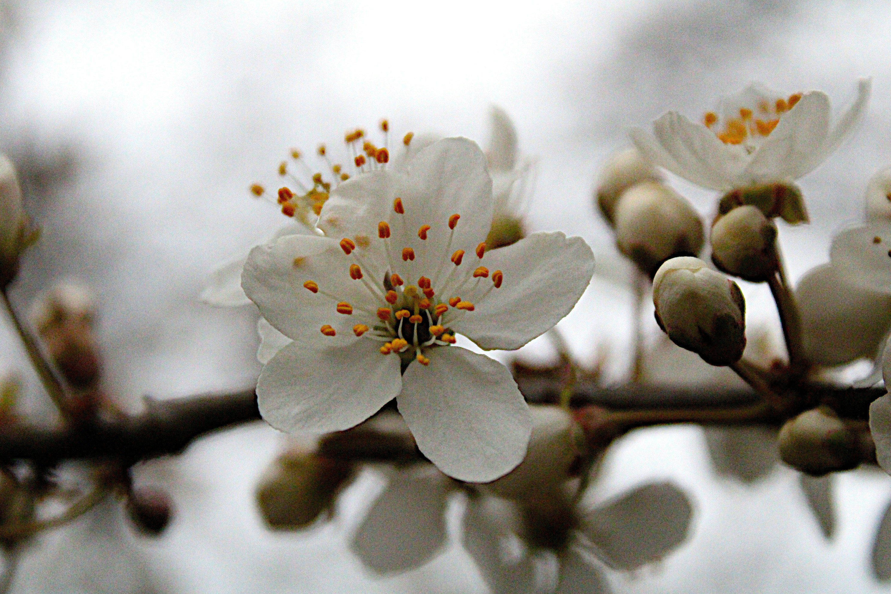 Photo by isaacstevenlind