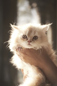 A volunteer gently holding a rescued purebred cat in a cozy shelter room.