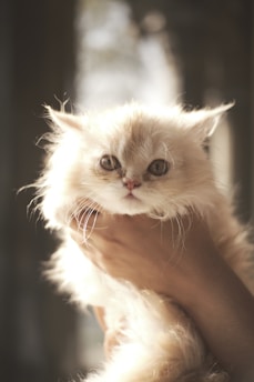 A volunteer gently holding a rescued cat wrapped in a cozy blanket.