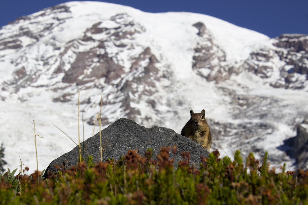 a wolf sitting on top of a rock in front of a snow covered mountain