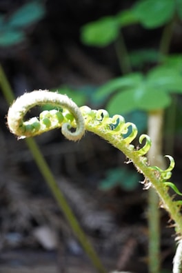 Close-up of a bright green fern unfurling its delicate fronds in morning light.