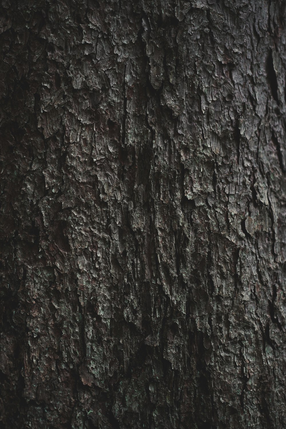 a close up of the bark of a tree