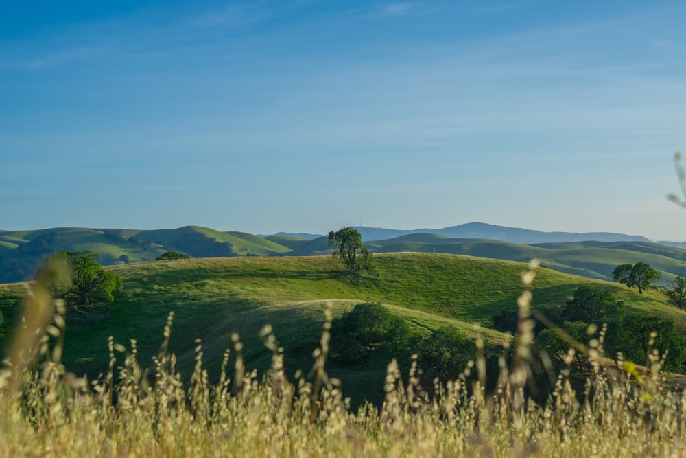 a grassy hill with trees and hills in the background
