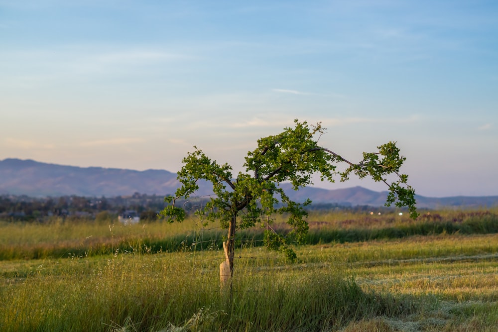 a lone tree in a field with mountains in the background