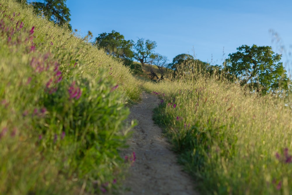 a dirt path in the middle of a grassy field