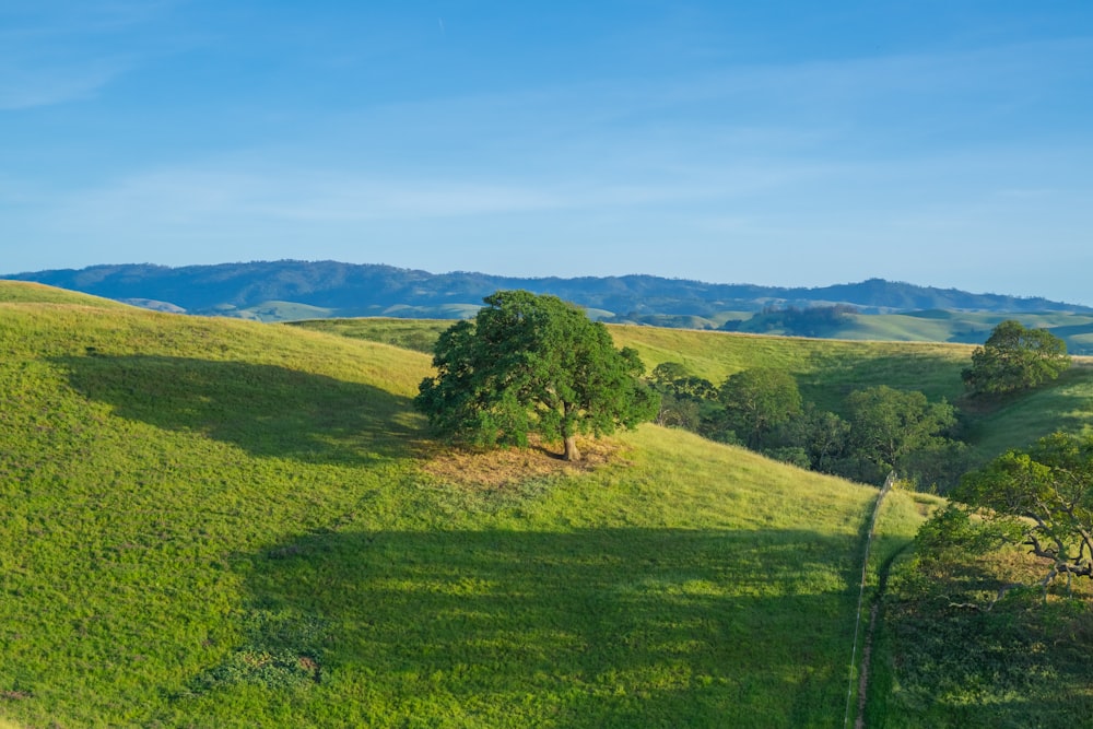 Una collina erbosa con un albero e montagne sullo sfondo