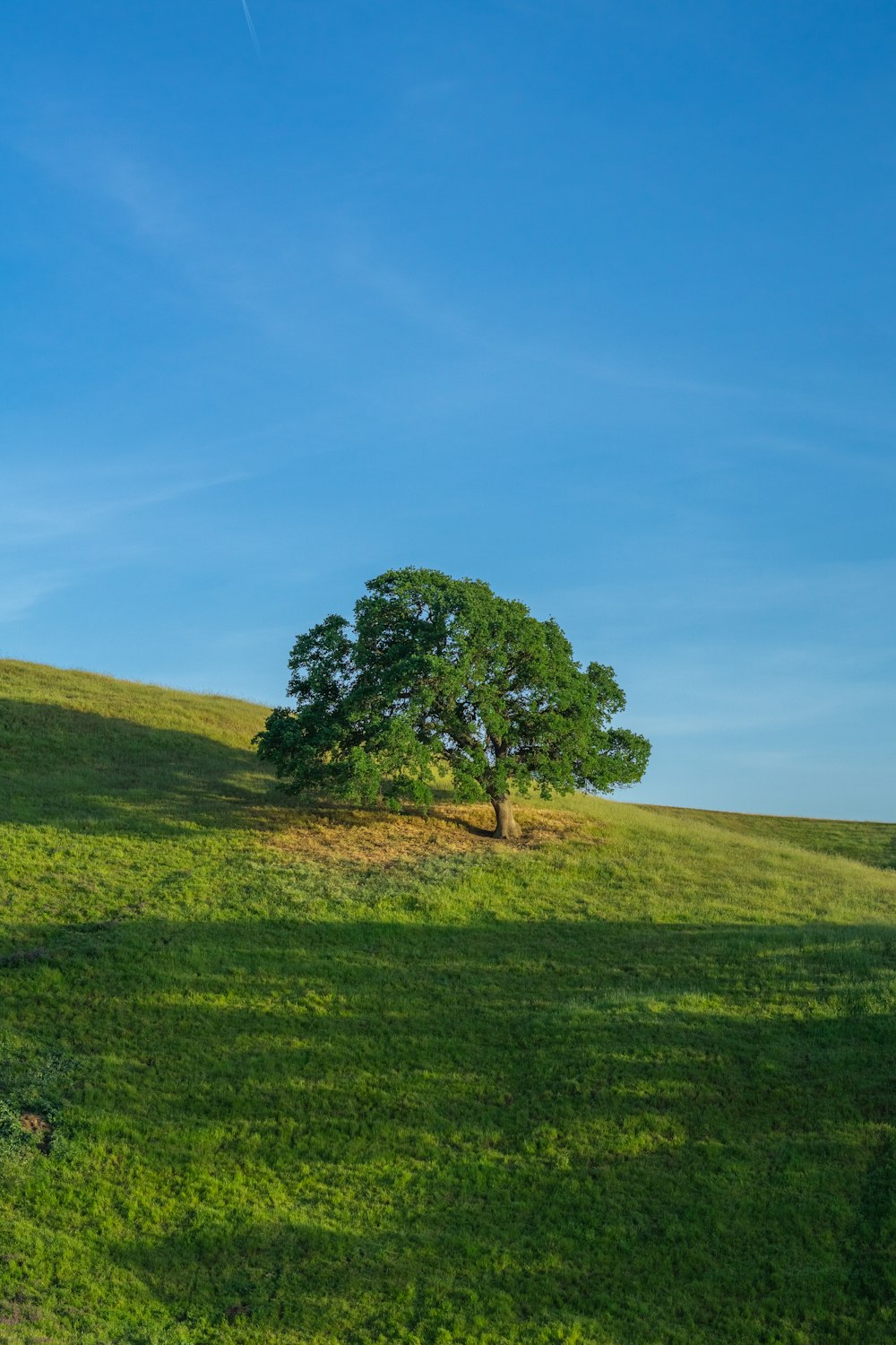 a lone tree on a grassy hill under a blue sky