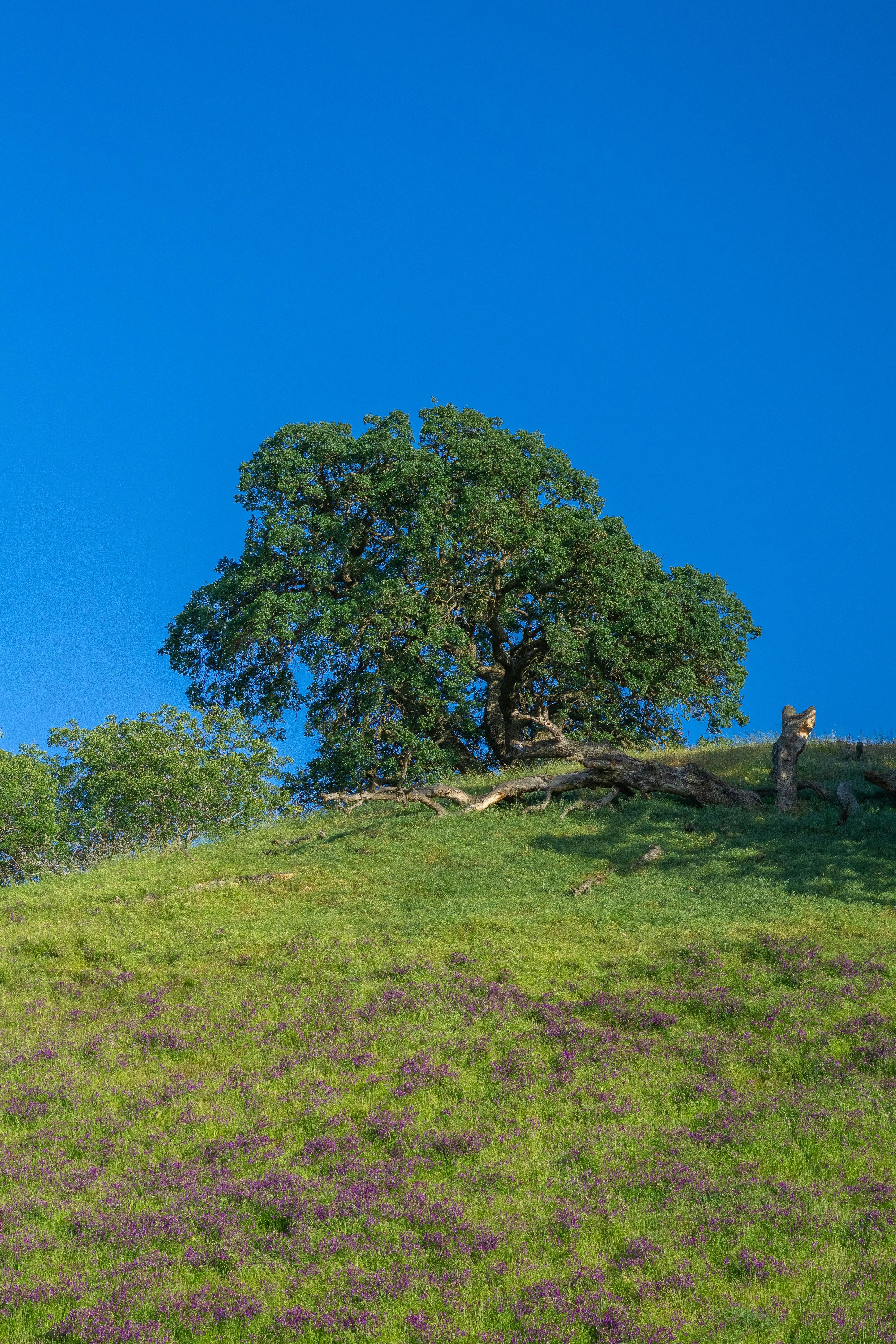 a lone tree sitting on top of a lush green hillside