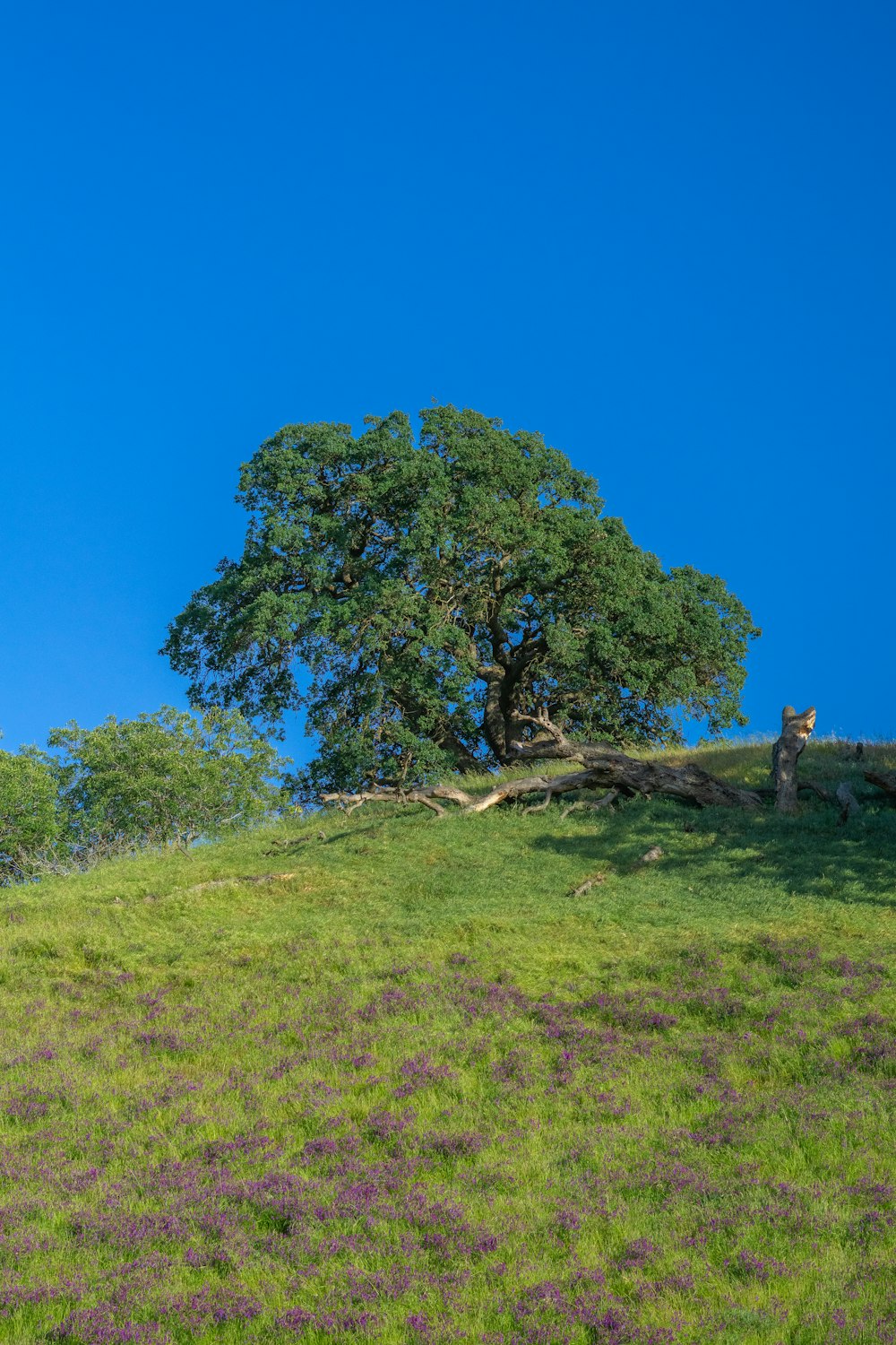 a lone tree sitting on top of a lush green hillside