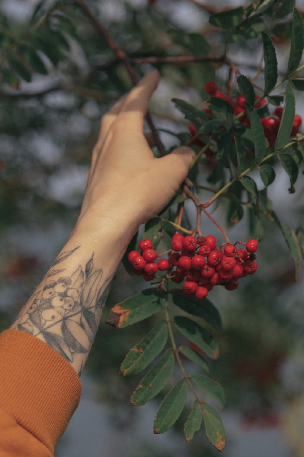 a person reaching for berries on a tree