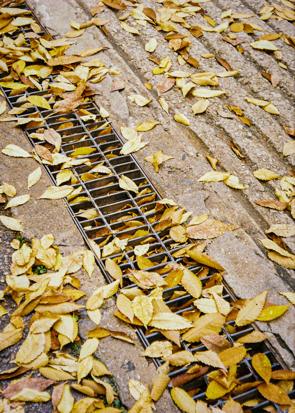 a metal grate sitting on top of a sidewalk covered in leaves